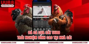 Đá gà cựa sắt UU88