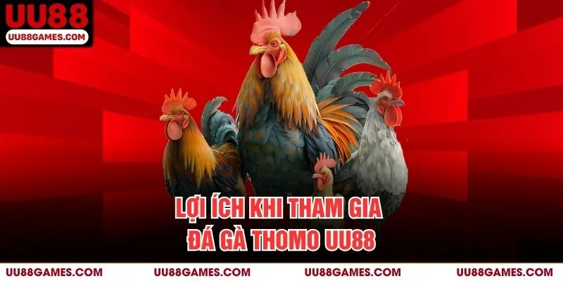 Lợi ích khi tham gia đá gà thomo UU88